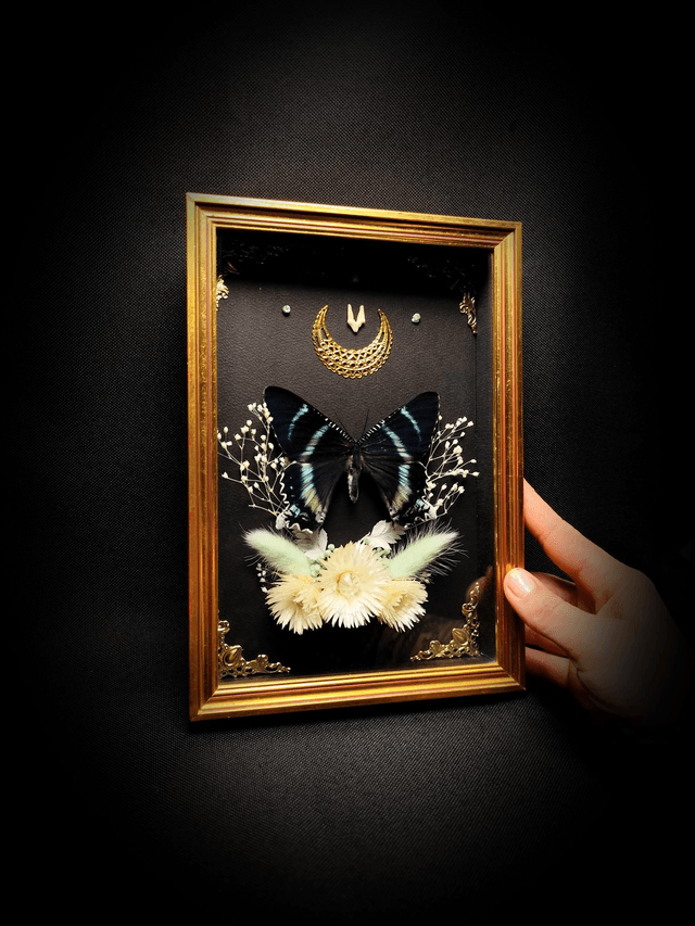 Cadre Vintage Papillon Alcides Orontes et dent de Renard
