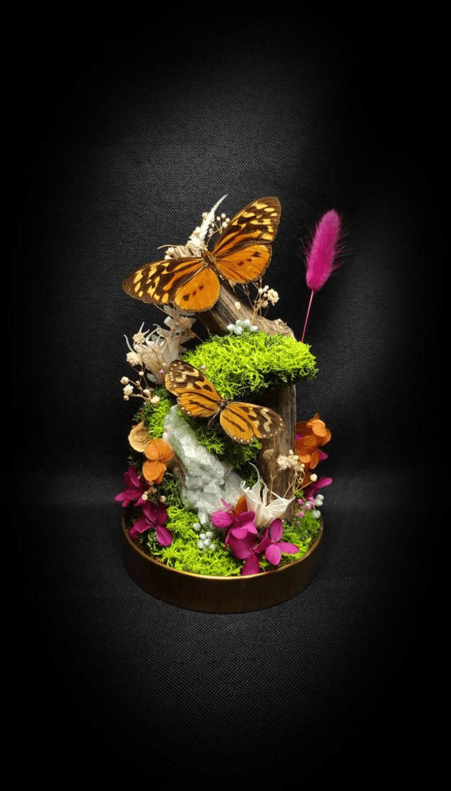 Diorama Duo de Papillons & Fluorine 