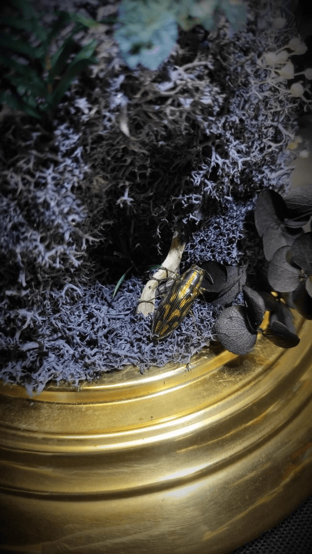 Diorama Duo de Morpho et le Buprestidae