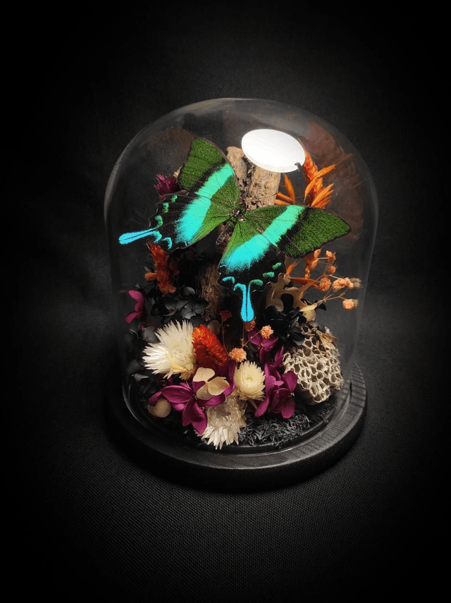 Diorama Papillon "Papilio Blumei & Guêpe" 