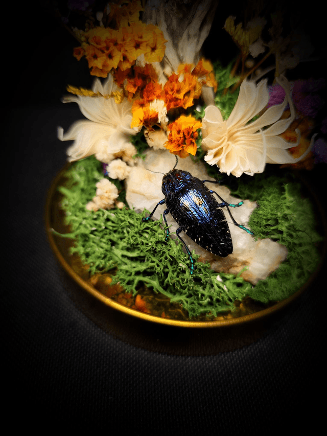 Diorama Duo d'Insectes Goliathus & Polybothris Sumptuosa