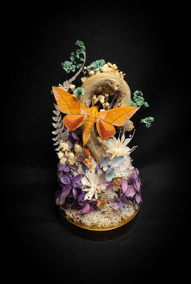Diorama Papillon "Adeloneivaia Jason"