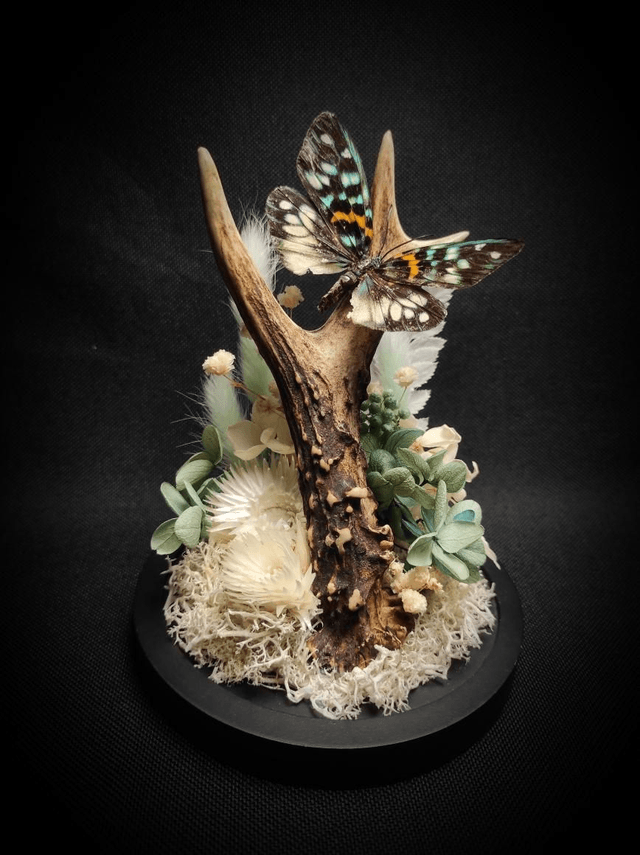 Diorama Papillon bois de Chevreuil 
