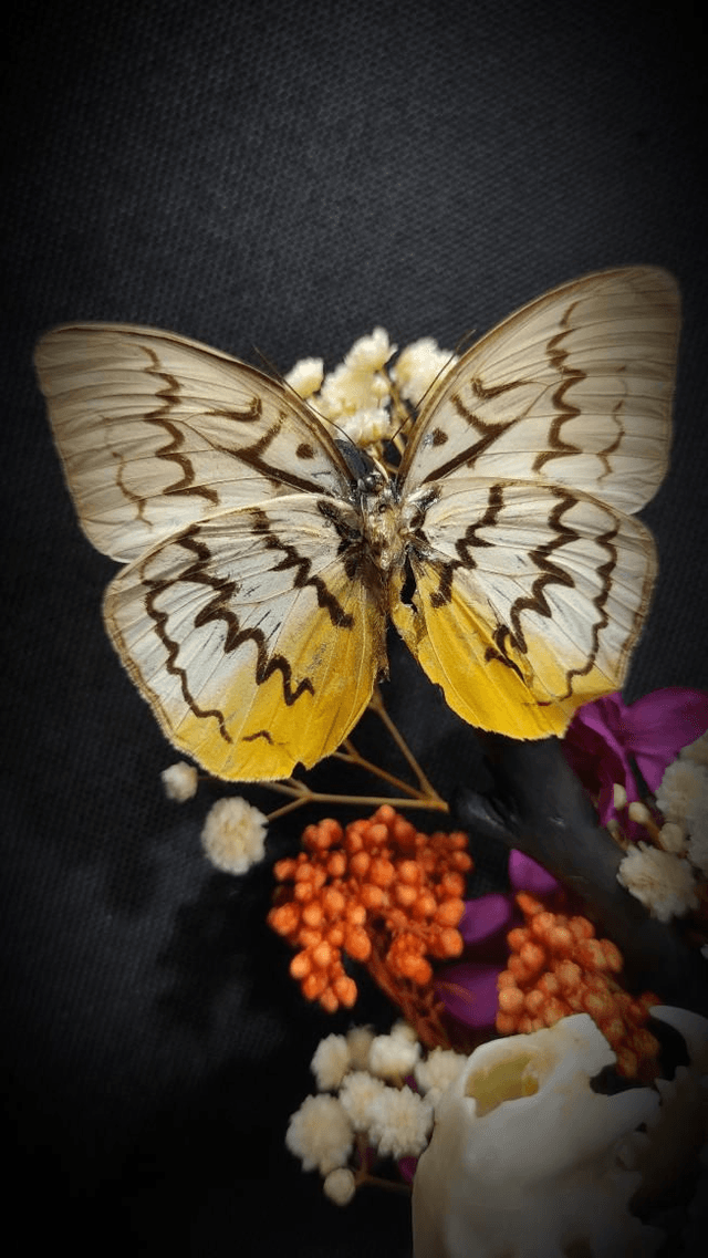 Diorama Papillon "Melanocyma faunula"

&
Crâne de Vison