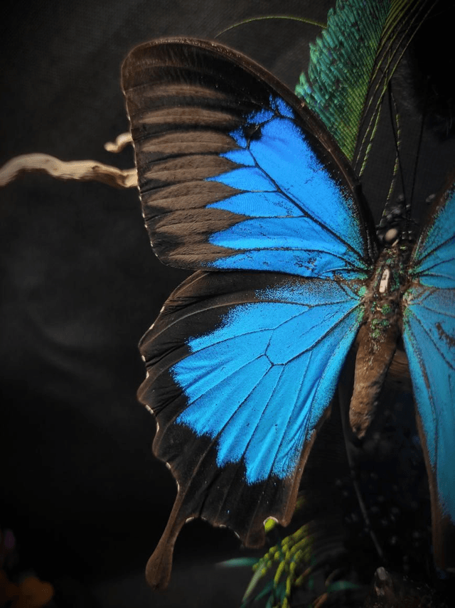 Diorama Papillon "Papilio Ulysses"