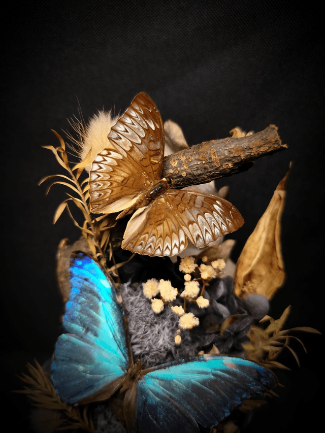 Diorama Trio de Papillons "Morpho Marcus" & "Tanaecia"

