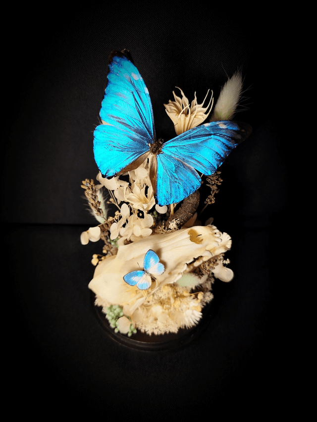 Diorama Duo de Papillons & Crâne de Renard 