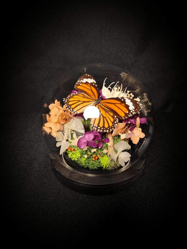 Diorama Papillon Monarque Indien