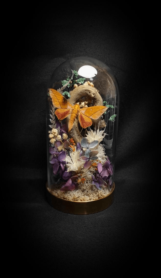 Diorama Papillon "Adeloneivaia Jason"