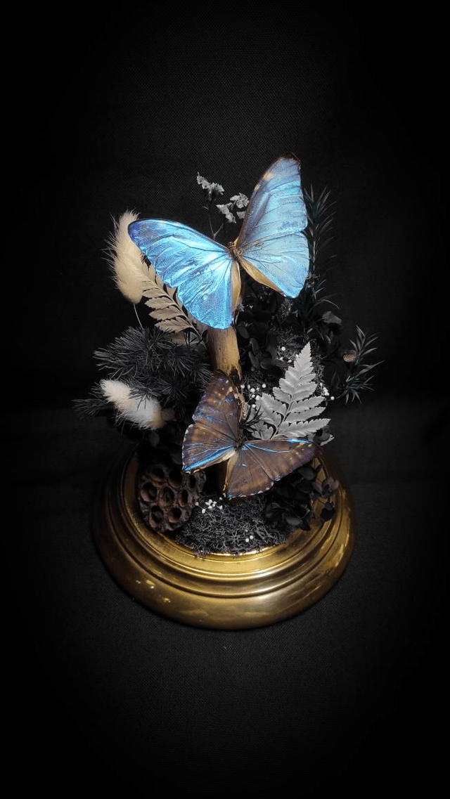 Diorama Duo de Morpho et le Buprestidae