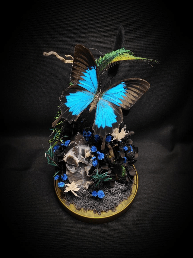 Diorama Papillon "Papilio Ulysses"