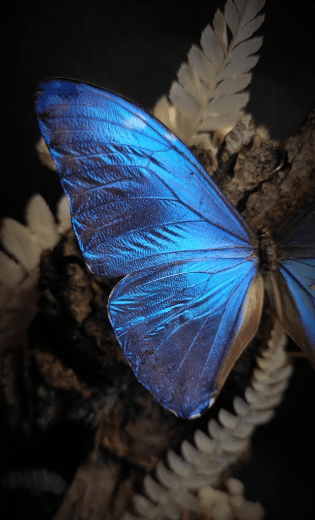 Diorama Duo de papillons Morpho & Panacea Quartz