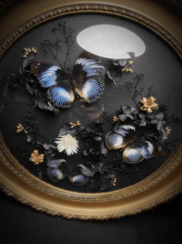 Cadre Vintage Papillons Trio d"Hypolimnas salmacis" (Rare)