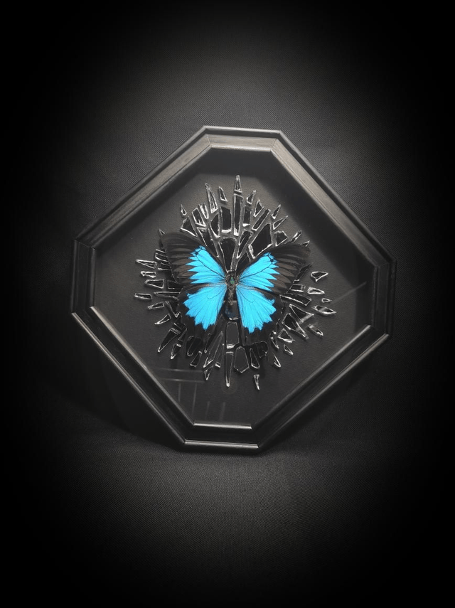 Cadre Miroir brisé "Papilio Ulysses" 