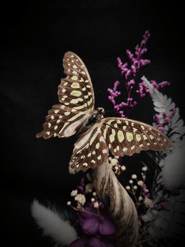 Diorama Duo de Graphium