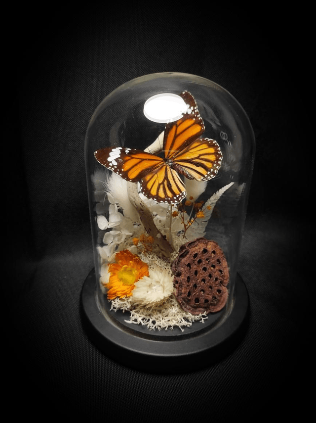 Diorama Papillon "Monarque Indien" 