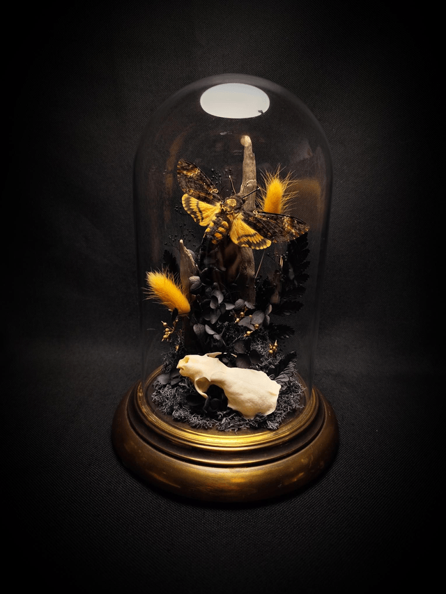 Diorama Papillon Sphinx Tête de Mort & Crâne de Vison 