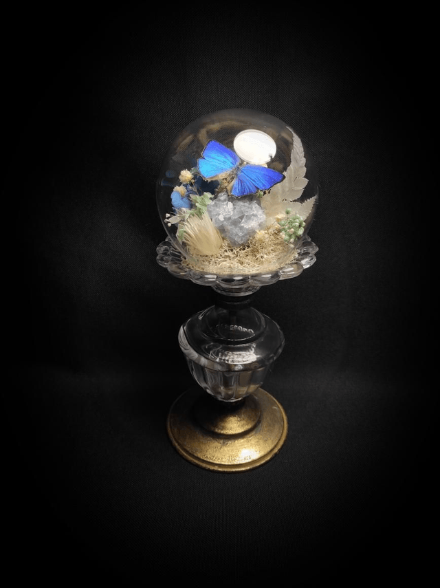 Diorama Papillon "Arhopala Araxes" & Célestine 