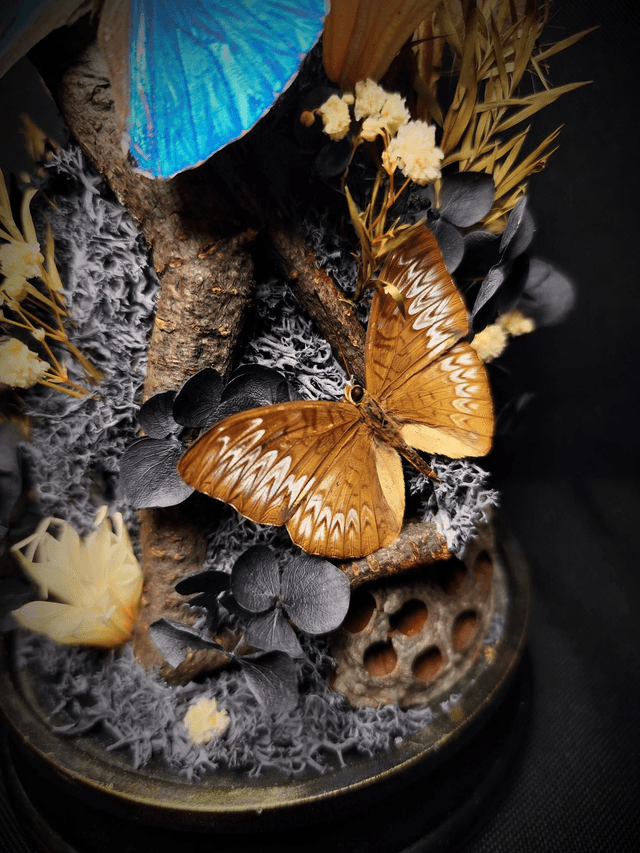 Diorama Trio de Papillons "Morpho Marcus" & "Tanaecia"

