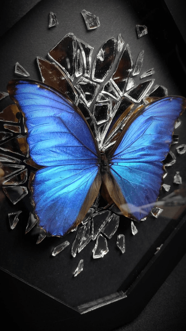 Cadre Miroir Brisé Papillon Morpho Godarti Assarpai