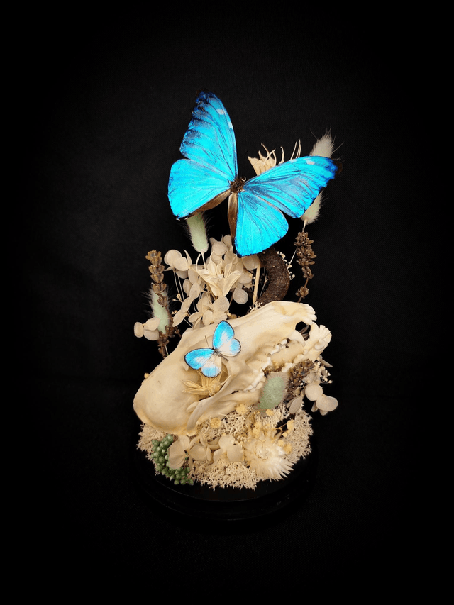 Diorama Duo de Papillons & Crâne de Renard 