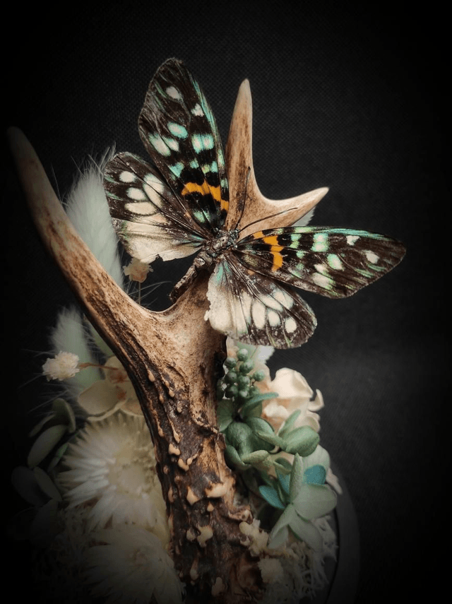 Diorama Papillon bois de Chevreuil 