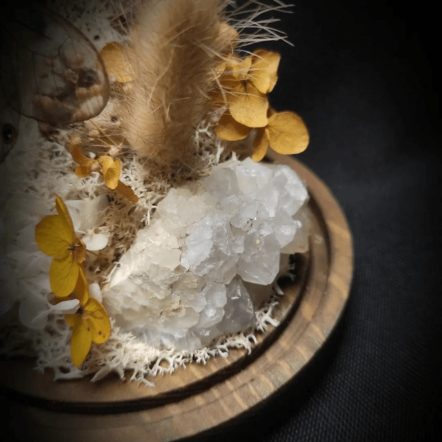 Diorama Duo de Papillons Haetera