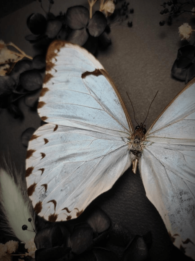 Cadre Papillon "Morpho Epistrophus Catenaria"