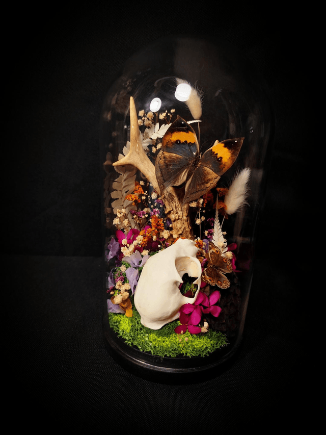 Diorama Duo de Papillons, Crâne de chat & Bois de Chevreuil 