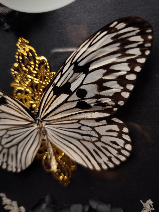 Cadre Vintage Papillon "Idea Idea"