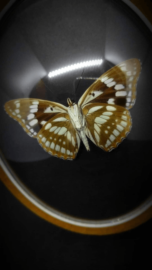 Cadre Vintage velours Papillon "Mimathyma Nycteis" 