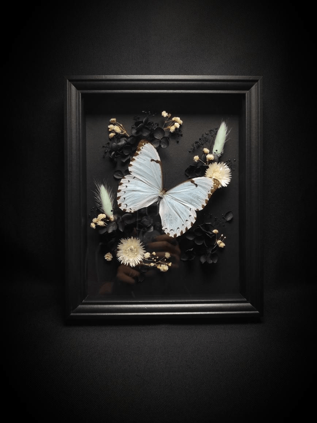 Cadre Papillon "Morpho Epistrophus Catenaria"