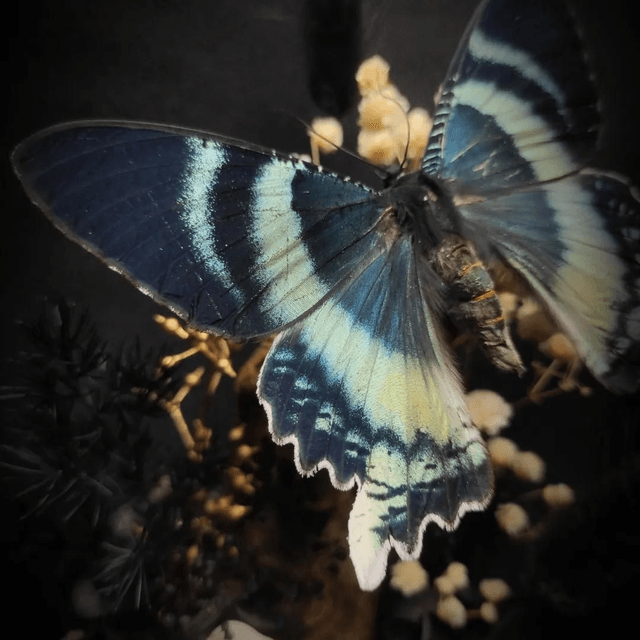 Diorama Papillon "Alcides Orontes" & crâne de chat