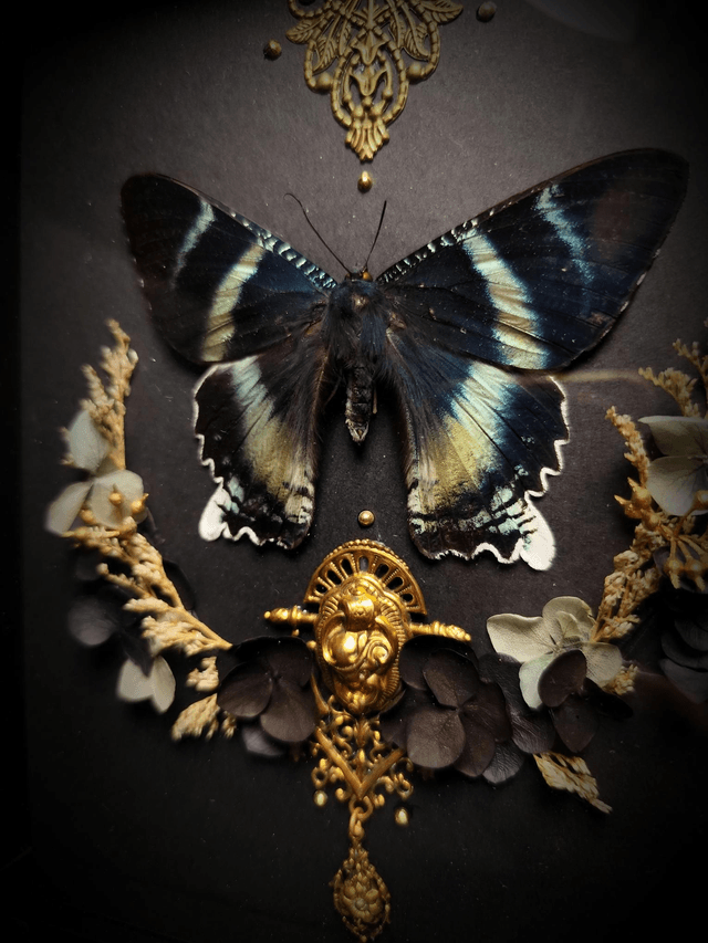 Cadre Papillon "Alcides Orontes"