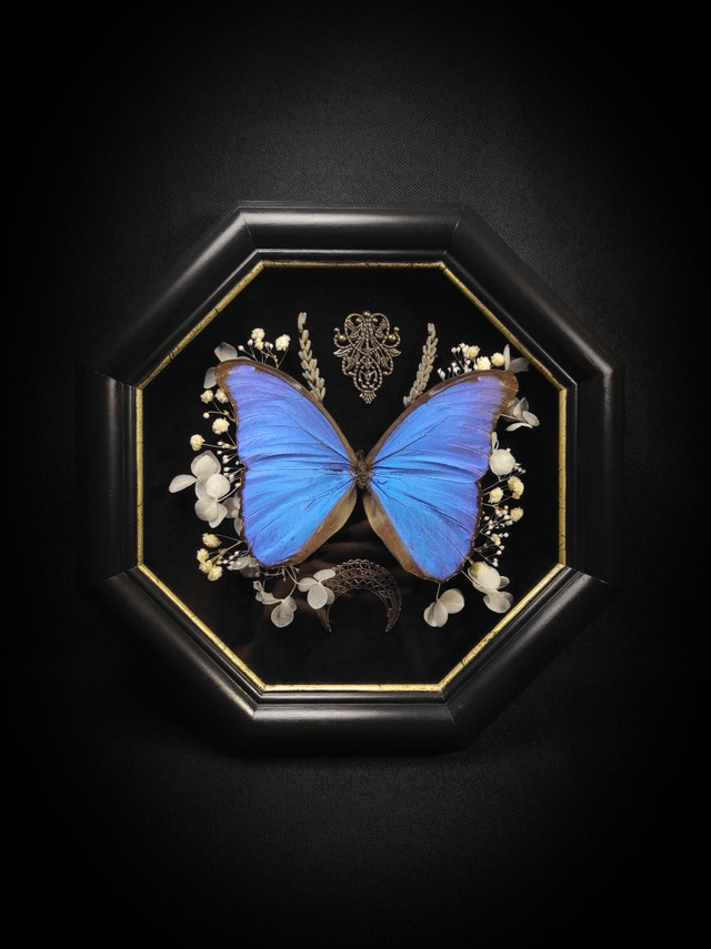 Cadre Vintage Morpho Didius