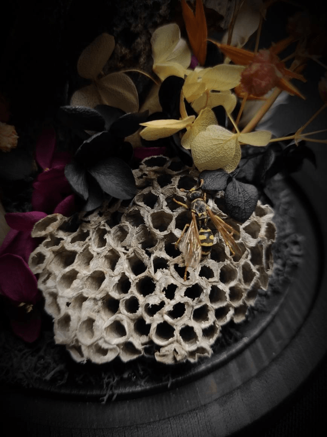 Diorama Papillon "Papilio Blumei & Guêpe" 