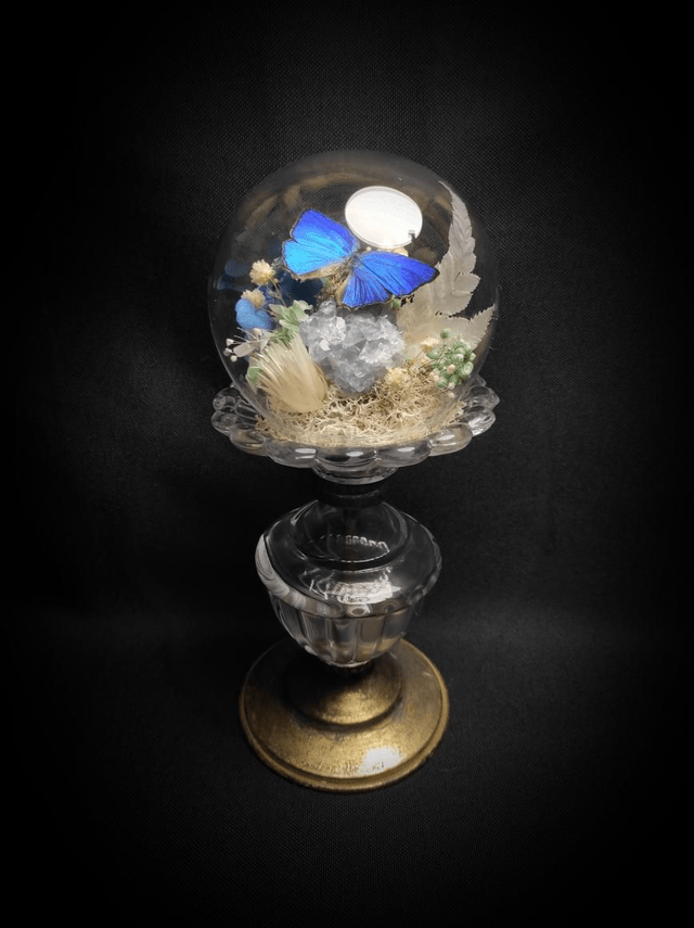 Diorama Papillon "Arhopala Araxes" & Célestine 