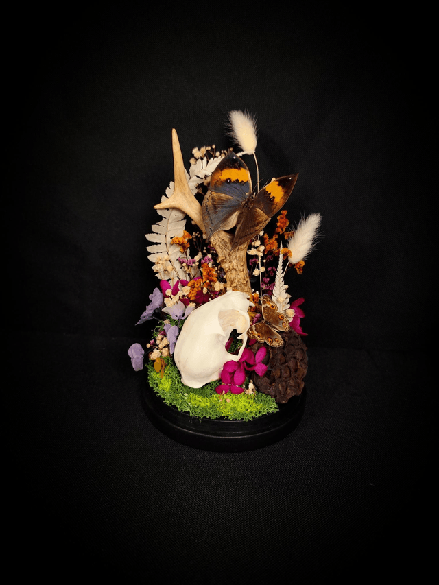 Diorama Duo de Papillons, Crâne de chat & Bois de Chevreuil 