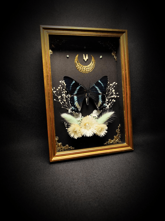 Cadre Vintage Papillon Alcides Orontes et dent de Renard