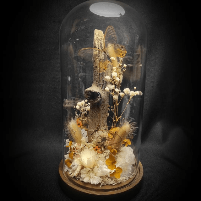 Diorama Duo de Papillons Haetera