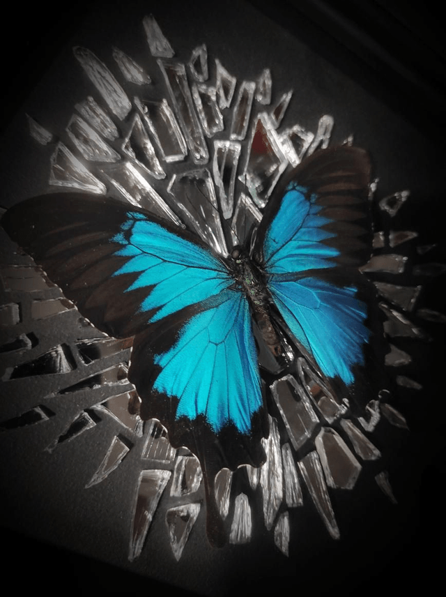 Cadre Miroir brisé "Papilio Ulysses" 