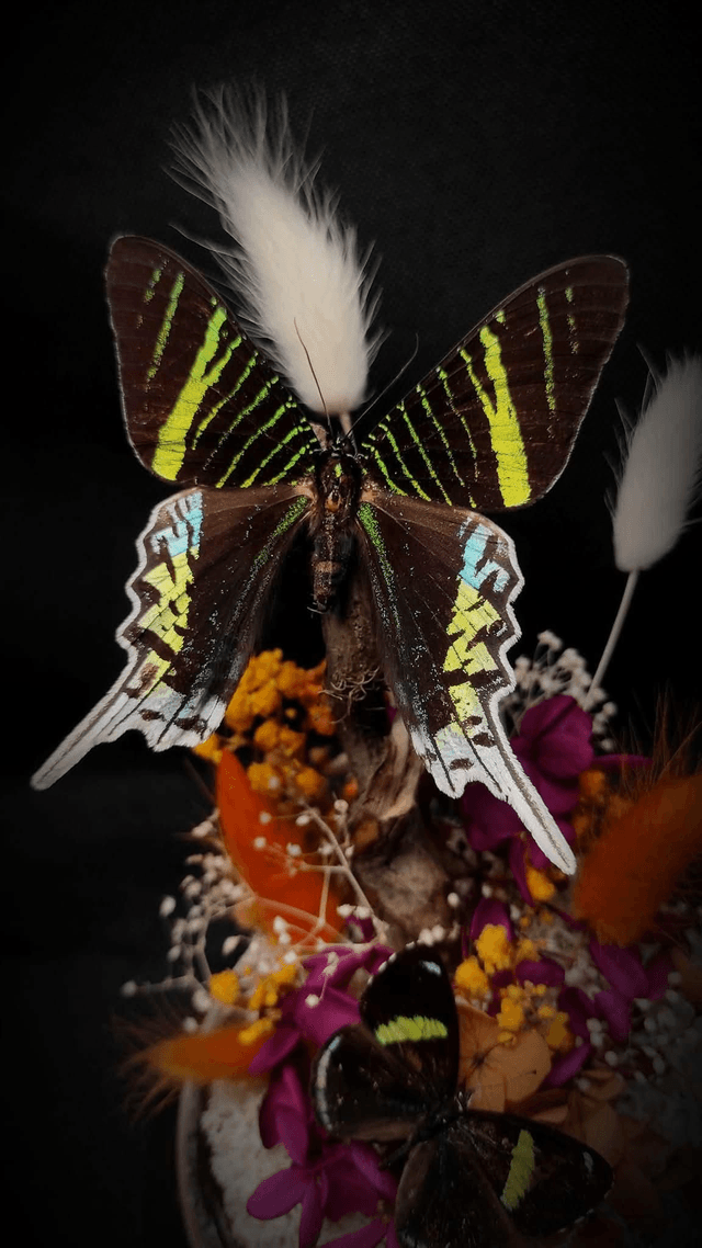 Diorama Duo de Papillons "Urania Leilus" & "Perisama oppelii oppelii"