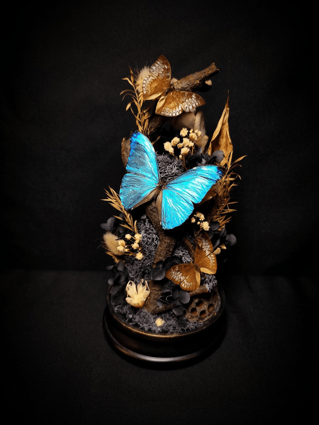 Diorama Trio de Papillons "Morpho Marcus" & "Tanaecia"

