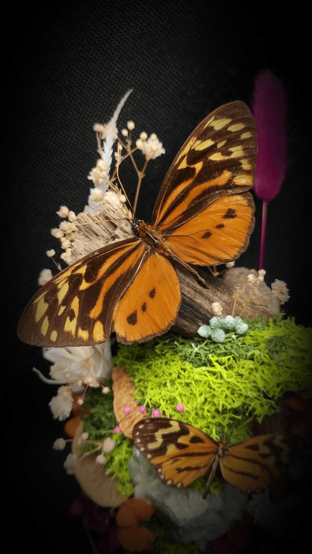 Diorama Duo de Papillons & Fluorine 