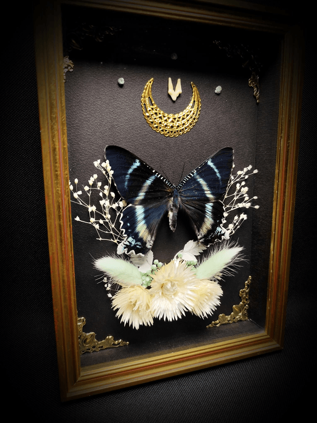 Cadre Vintage Papillon Alcides Orontes et dent de Renard