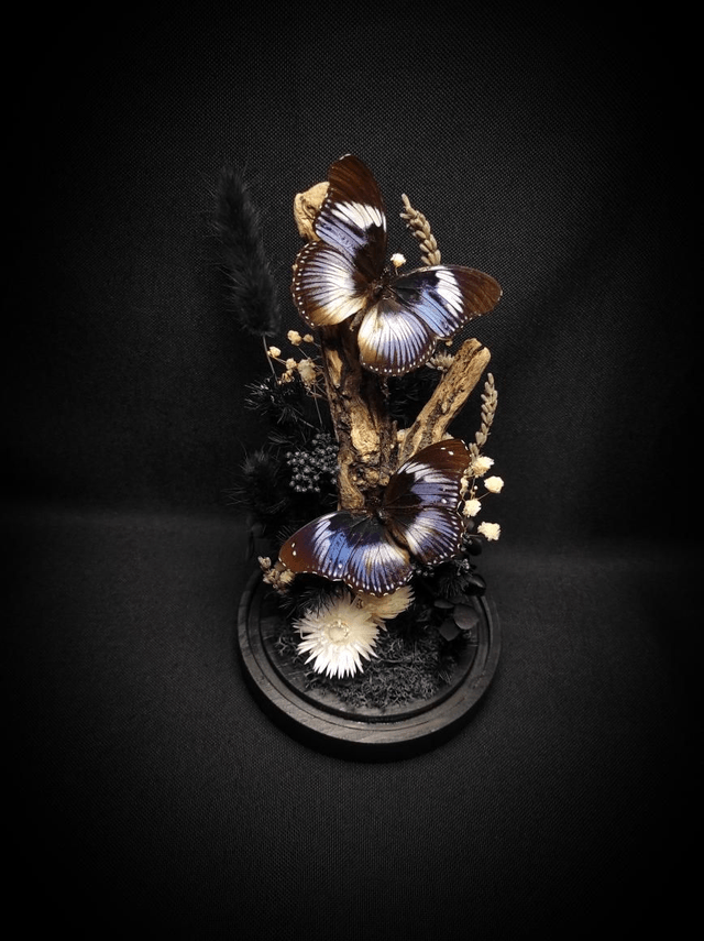 Diorama Duo d'Hypolimnas salmacis