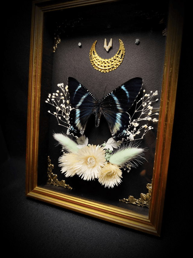 Cadre Vintage Papillon Alcides Orontes et dent de Renard