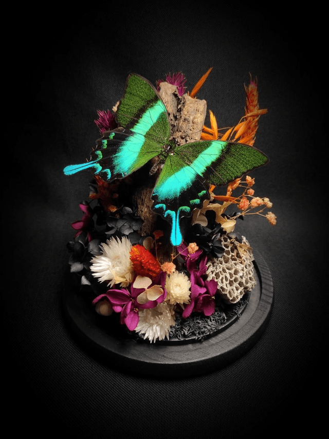 Diorama Papillon "Papilio Blumei & Guêpe" 