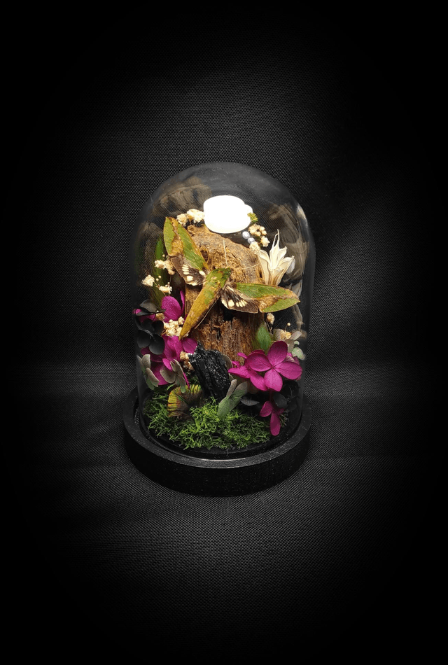Diorama Papillon "Xylophanes chiron nechus" & 
Cristal de Carborundum