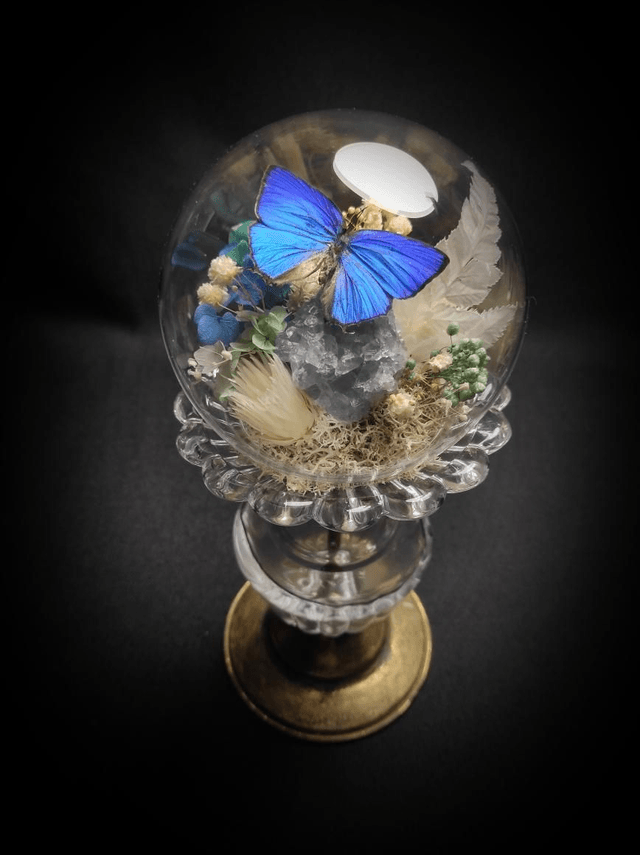 Diorama Papillon "Arhopala Araxes" & Célestine 